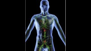 anatomy of lymphatic system DR SAMEH GHAZY [upl. by Adnil681]