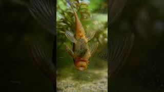 Hungry Bristlenose 🍽️🐱🐠 freshwateraquarium catfish fish [upl. by Enerod]