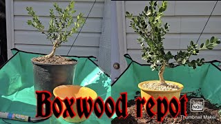 Nursery stock boxwood repot [upl. by Esther]