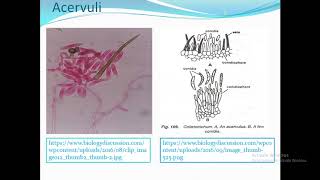 Structure and Reproduction of Colletotrichum [upl. by Alake84]