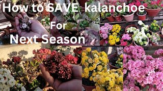 How to Grow and Care Kalanchoe For Next Season  Kalanchoe Plant Care In Nepali [upl. by Klemperer916]