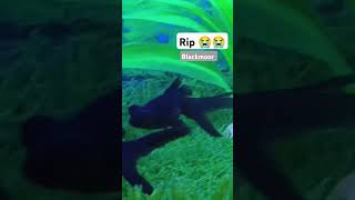 Rip 😭 blackmoor fish sad [upl. by Ruffo]