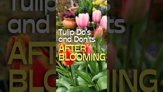 Dos amp Donts After Tulips Are Done Flowering shorts garden tulip [upl. by Janicki595]