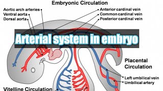 Arterial system of embryo  embryology of CVS  intersegmental arteries  vitelline coronary artery [upl. by Etselec]