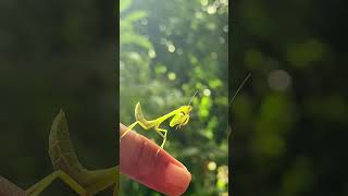 Best hunter in the insect world  Mantis වන්දා youtubeshorts [upl. by Snoddy]