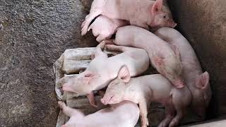 PIGGERY FARM MY SMALL BUSINESS 10 days old piglets [upl. by Nossah601]