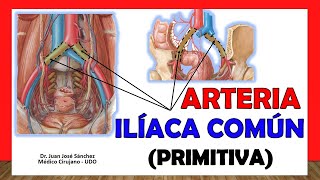 🥇 ARTERIA ILÍACA COMÚN Primitiva ¡Anatomía Fácil y Sencilla [upl. by Nasas232]