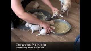 How To Wean Chihuahua Puppies  4 weeks old  First Solid Food [upl. by Eniamrahs40]