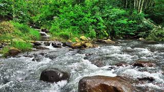 Relaxing Rushing River Sounds With Beautiful Forest Scenery  Tranquil White Noise For Relaxation [upl. by Siulegroj]