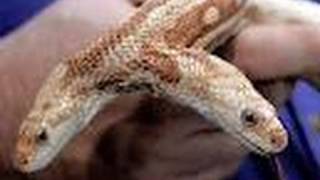 Snake Bytes TV  200th Snake Show SnakeBytesTV [upl. by Dustman341]