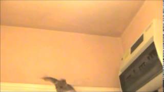 Pipistrelle bat getting flight practise in our hallway [upl. by Ybocaj]