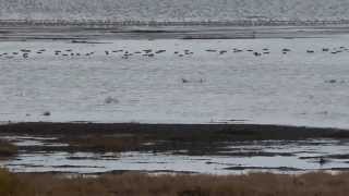 Flock of Dunlin In Flight Boundary Bay BC Canada [upl. by Platt]