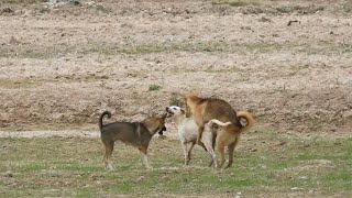 Happy meeting between Alopekis dogs and Cannan dogs on the rice field [upl. by Uhej]