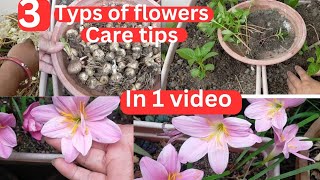 How to Save Chincherinchee bulbs amp Propagation Balsam flowers तिउरीamp Rain lily blooming my garden [upl. by Vowel533]