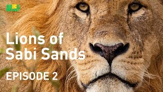 Lions of Sabi Sands  Episode 2  Hunt and Kill [upl. by Olinde]