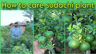 How to care sudachi plant at home  HindiUrdu  WAGardner [upl. by Leinnad]