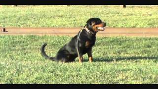 Rottweiler Schutzhund Training [upl. by Loux]