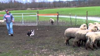 Royston Corgi  Herding Sheep [upl. by Bev]