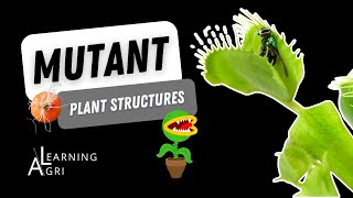 Modified Stems Roots and Leaves Explained [upl. by Jannery]