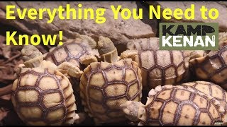 The ULTIMATE SULCATA Tortoise Care INSTRUCTIONS  Kamp Kenan S3 Episode 34 [upl. by Kirbie]