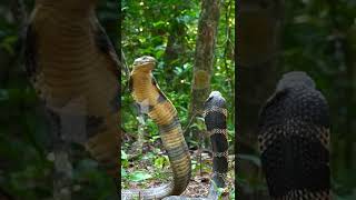 Two King Cobras fighting in forest shorts snakemaster vavasuresh snake [upl. by Nohs]