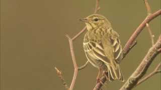 Tree Pipit [upl. by Truda]