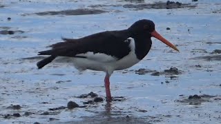 Shorebirds and Waders on the North Sea tidal flats in Germany [upl. by Parrie]