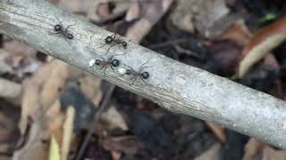 Swarm of Spiny Ants Carry Larvae to Relocate to a New Nest [upl. by Ynner341]