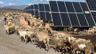 quotRUTAS SENDERISMO ALMERÍAquotDesde Argamasón a Polopos con las Ovejas y la Energía Solar Fotovoltaica [upl. by Cynthea]