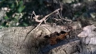 Diablotin Mantodea Empusidae Empusa Pennata Fréjus Provence [upl. by Gelya]