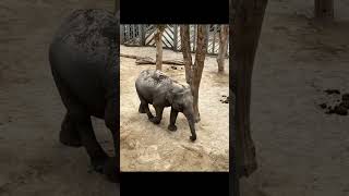 Explore Blackpool Zoo Amazing Animal Encounters amp Conservation Efforts [upl. by Evelin]