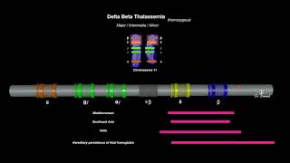 The Epsilon Gamma Delta Beta Thalassemias [upl. by Evadnee]