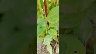 White huge flowers or amaranthus breades flower short video leafytale nature farming [upl. by Hgeilhsa]