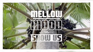 Mellow Mood  Show Us [upl. by Emerald471]