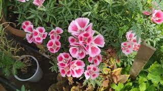 winterflower Godetia Clarkia winter flower3 [upl. by Aihtennek119]