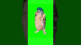 Cat Dances to Girlfriend  Green Screen COPYRIGHT FREE shorts catmemes cat catlover relatable [upl. by Orazal913]