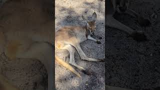 Caversham Wildlife Park 🦘🦥🦜 Perth Western Australia 🫶 😘 [upl. by Nawram]