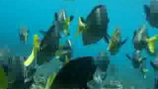 Snorkeling in Huatulco La Esperanza Coral Reef [upl. by Airbma]