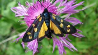 Zygaena transalpina tilaventa mit gelber abflava Eine Fotoschau von Karin und Wolfgang Schmökel [upl. by Fiorenze]