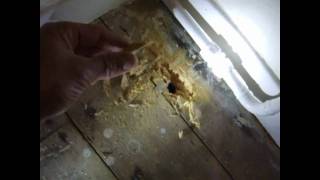 Woodworm Infestation active or not [upl. by Nonnelg]