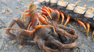 Centipede VS Spider Scorpion Praying Mantis Stag Beetle and even Lizard and Snake [upl. by Ysabel]