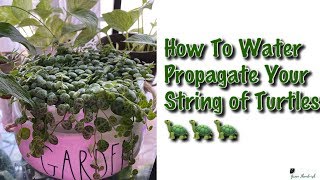 How To Water Propagate String of Turtles  Peperomia Prostrata 🐢 [upl. by Dever]