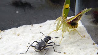 功夫螳螂 VS 戰士甲蟲！Kung Fu Mantis VS Warrior Beetle [upl. by Ellatsyrc]