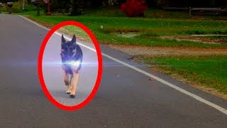 5 Animal Teleportations Caught on Tape [upl. by Carrillo]