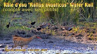 Râle deau quotRallus aquaticusquot Water Rail [upl. by Caryl]