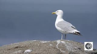 Cri du Goéland argentéCall of the Herring Gull [upl. by Ibbison]