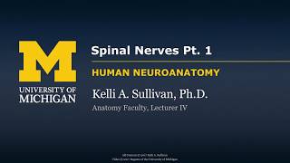 Nervous System Spinal Nerves part 1 [upl. by Nallek]