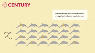 Petersens CaptureRecapture  Mathematics [upl. by Ennagrom]