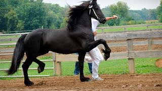 Friesian Horse Keurings  be there [upl. by Yenhoj688]