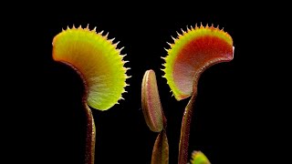 Care  CephalotusVenus Flytrap Care Video They’re Easy Bro [upl. by Alaikim868]